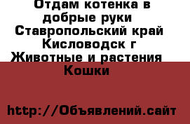 Отдам котенка в добрые руки - Ставропольский край, Кисловодск г. Животные и растения » Кошки   